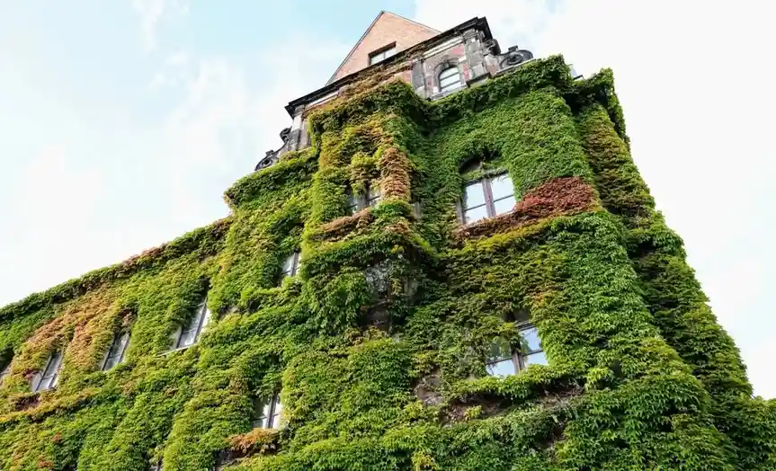 A low-angle shot of a historic stone building heavily covered in green ivy, with some reddish-brown leaves visible, against…