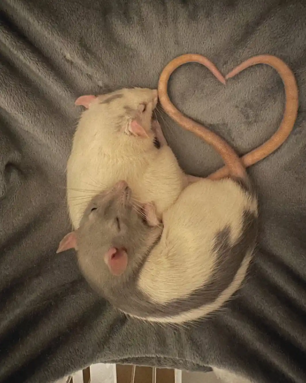 Two rats, one cream-colored and one gray-and-cream, are curled up together on a gray blanket, their tails intertwined to…