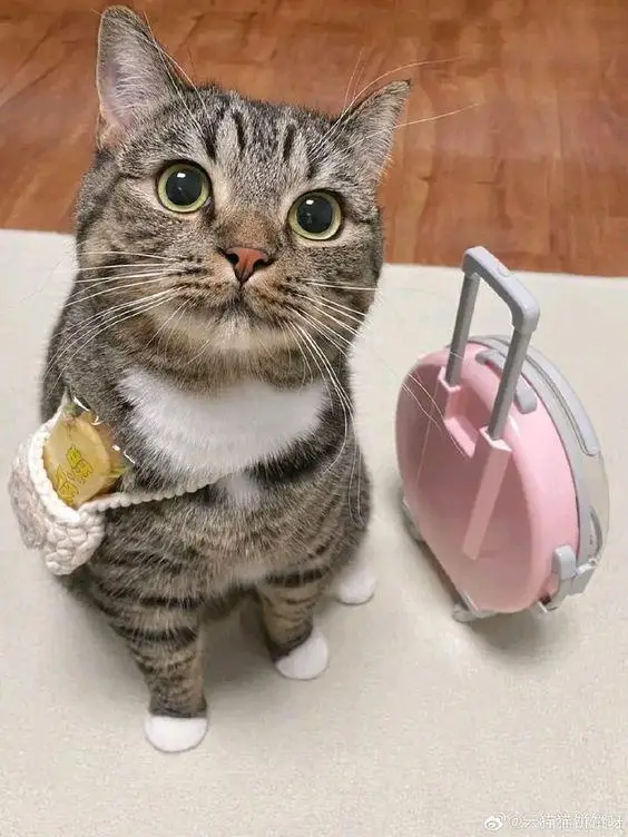 A tabby cat with wide, startled eyes sits upright on a light-colored floor, wearing a white knitted glove on its front paw…