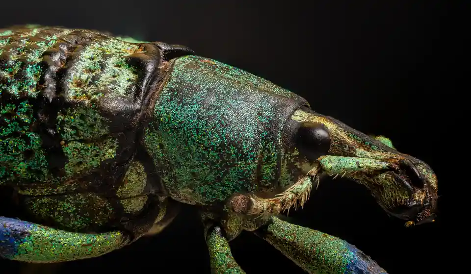 A macro photograph shows a close-up of a metallic green and black weevil with iridescent scales, set against a black…
