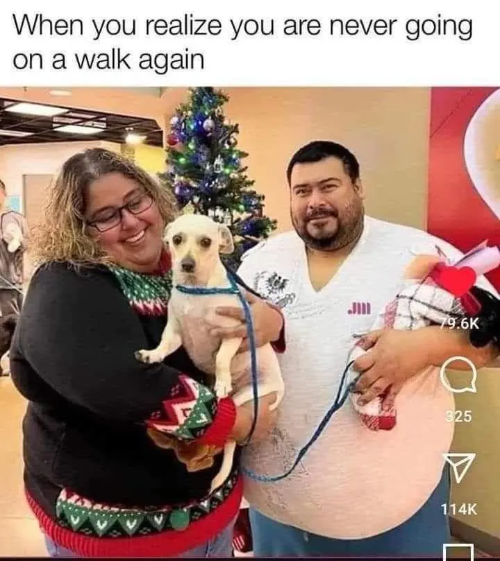 A man and woman, both visibly overweight, are holding a small white dog together in a festive indoor setting with a…