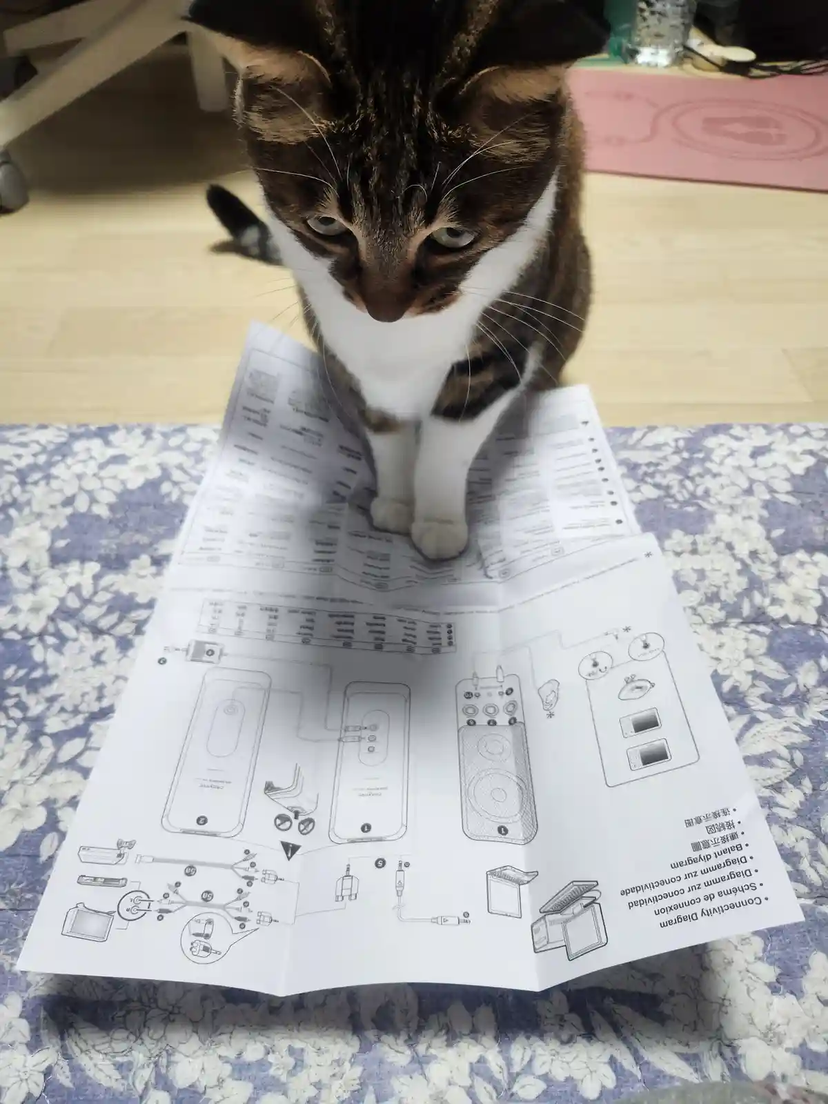A brown and white tabby cat is sitting on a printed instruction manual, looking down at it with a focused expression. The…