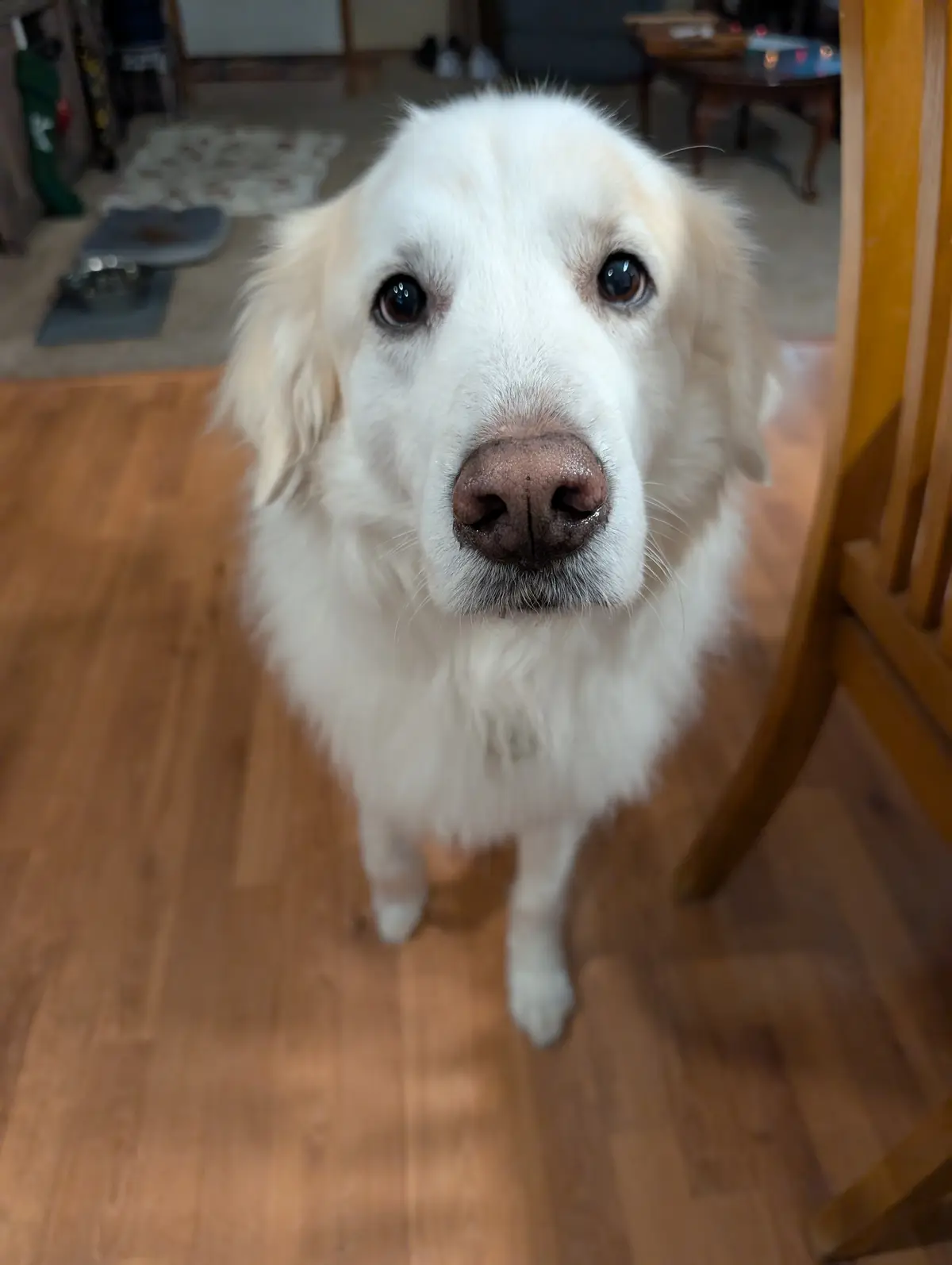 A close-up photo of a fluffy white dog with large, pleading brown eyes looking directly at the camera from a low angle on a…