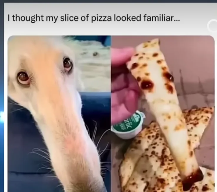 The image is a split-screen meme. On the left, a close-up of a light-colored dog's face, looking upward with large…