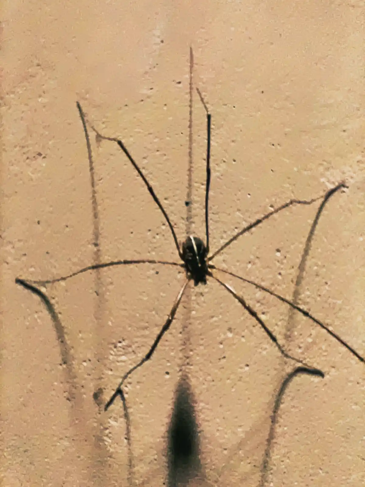 A close-up photo shows a small, dark, long-legged arachnid, likely a harvestman or daddy longlegs, clinging to a textured…