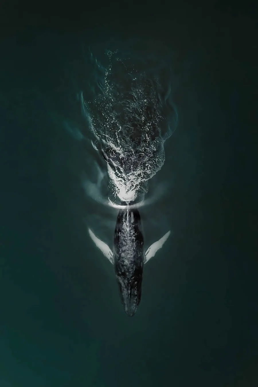 An aerial view shows a humpback whale swimming underwater, its head and blowhole visible as it surfaces, creating a splash…