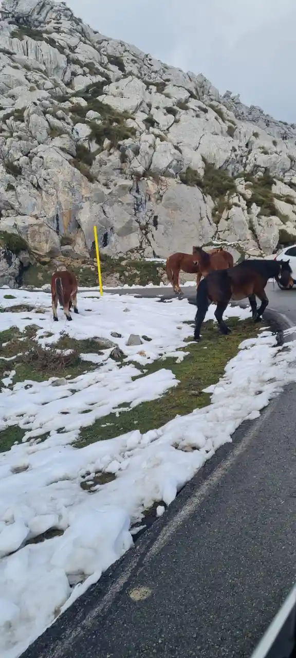 Several wild horses are standing and walking on a snowy roadside next to a paved road, with a steep rocky mountain in the…