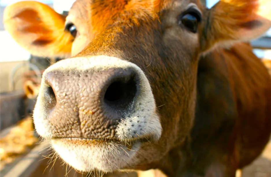 A close-up photo of a brown cow's face, focusing on its nose and eyes, with the overlaid text 'i'm not a cow, i'm a cow.'…
