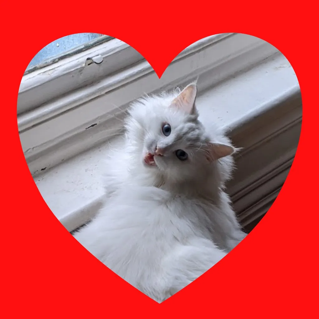A fluffy white cat with blue eyes sits on a windowsill, looking upward with its mouth slightly open, framed within a bright…