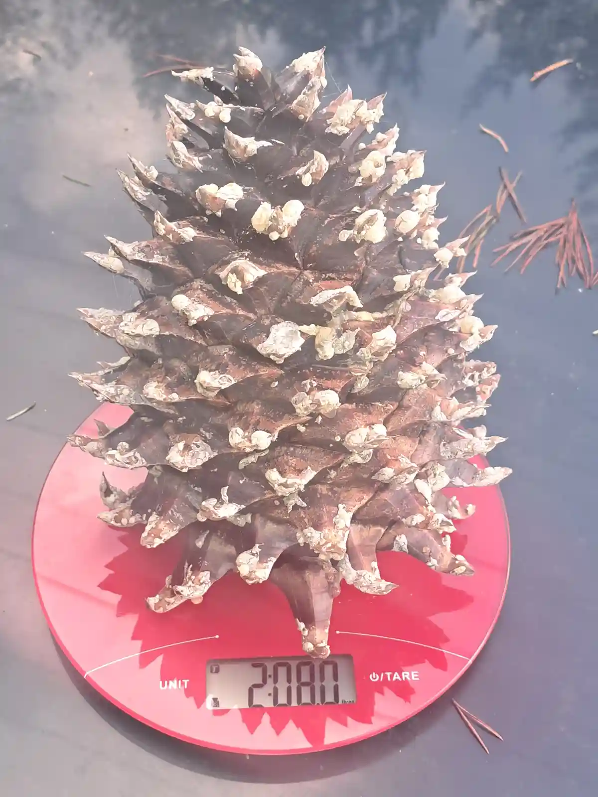 A large, brown pinecone with white, resinous patches sits on a red digital kitchen scale displaying the weight 2.080. The…