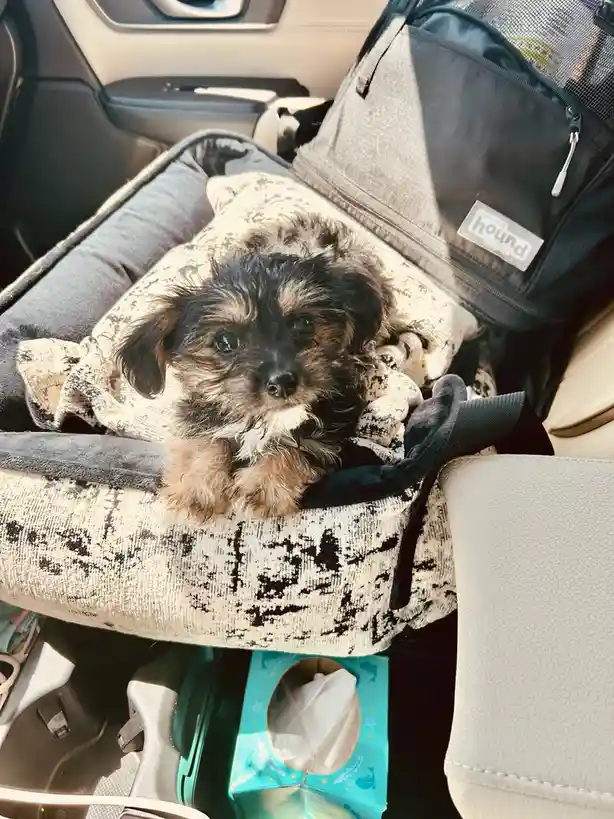 A small, shaggy black and tan puppy with large, sad eyes sits nestled in a patterned pet bed inside a car, looking directly…