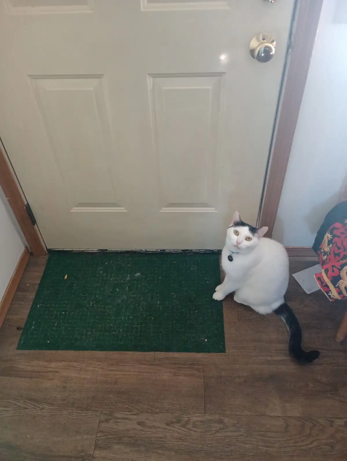 A white cat with black markings sits on a wooden floor next to a green doormat in front of a white door. The cat looks up…