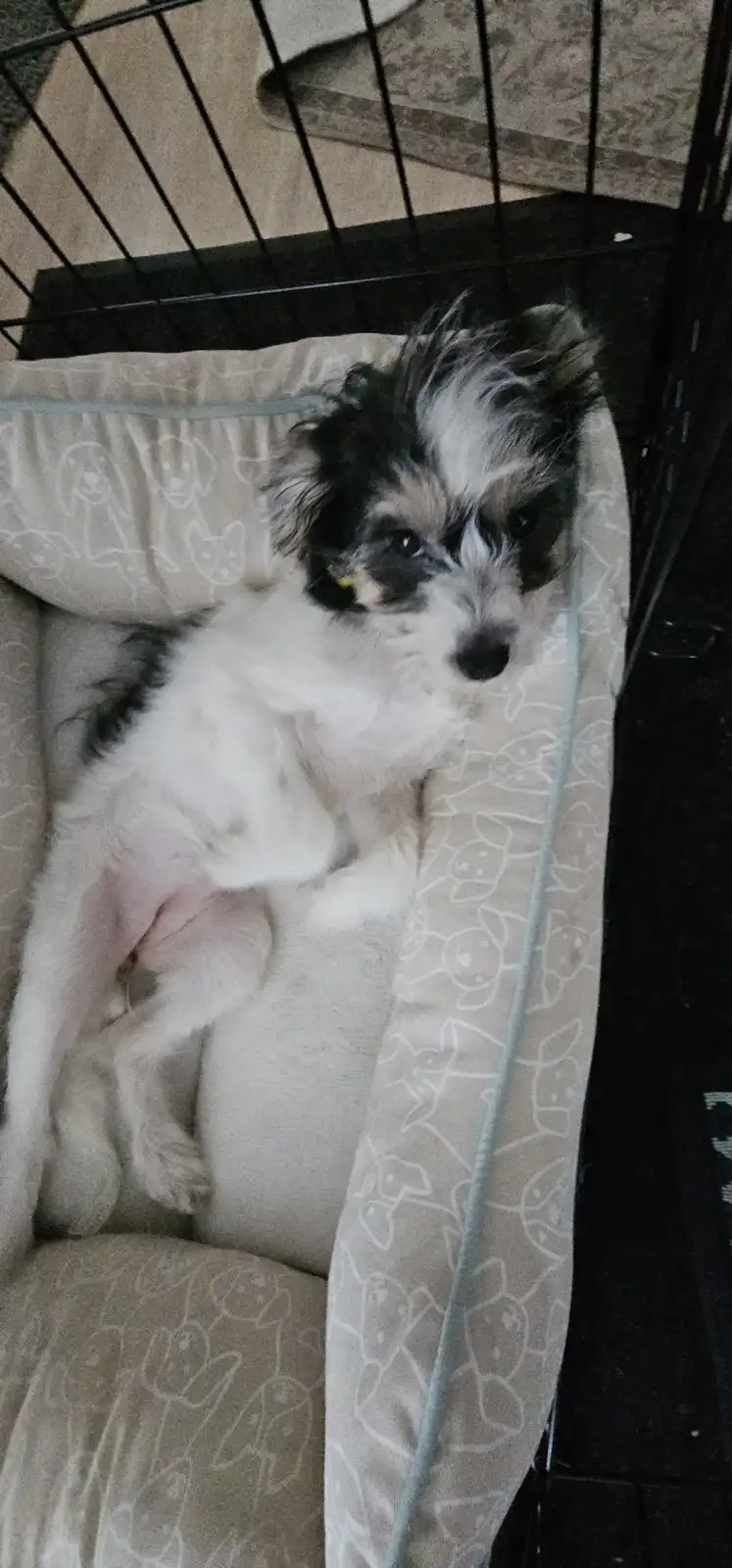 A small, fluffy black-and-white dog with a slightly messy coat lies on a light-colored dog bed inside a black wire crate…