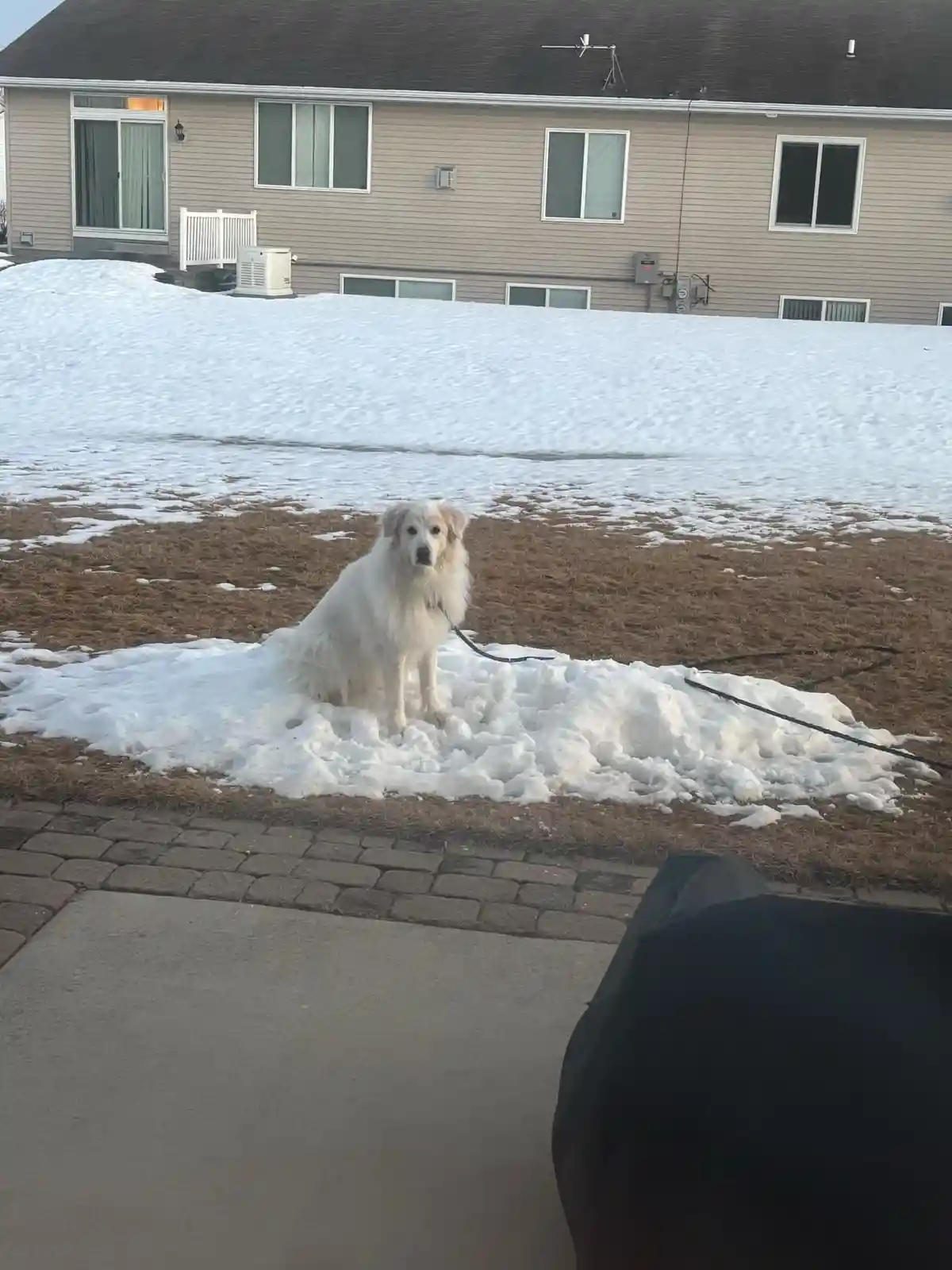 A fluffy white dog sits patiently on a pile of snow in a yard with patches of brown grass and a house in the background. The…