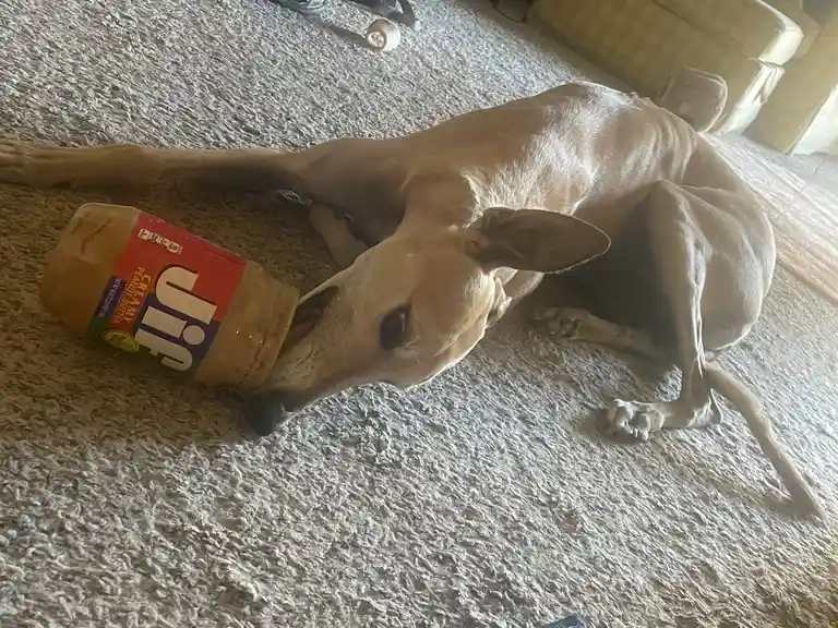 A Quick Break with the Intermission Dog