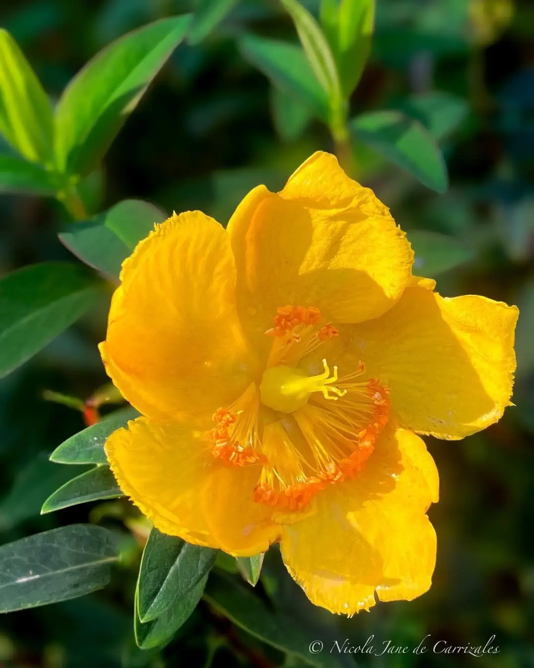 A close-up photograph of a bright yellow flower with orange stamens and green leaves in the background. The image has text…