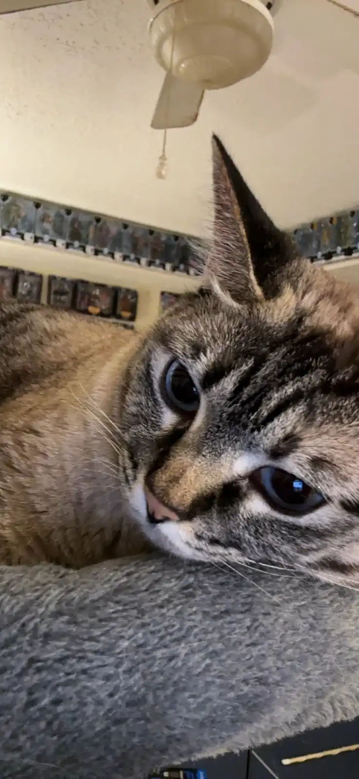 A close-up photo of a tabby cat with large, expressive eyes looking directly at the camera, resting on a grey textured…