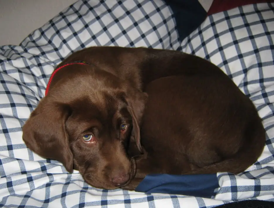 A brown dog with a red collar is curled up on a blue and white checkered blanket, looking sad or tired. The text overlaid on…