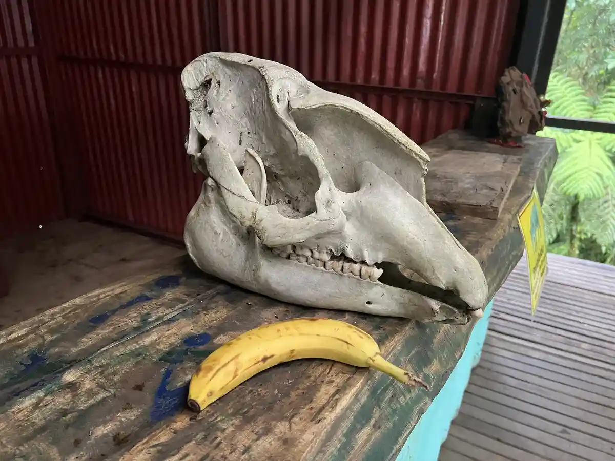 A large, weathered animal skull, likely from a wild boar or similar creature, rests on a worn wooden table. In front of it…