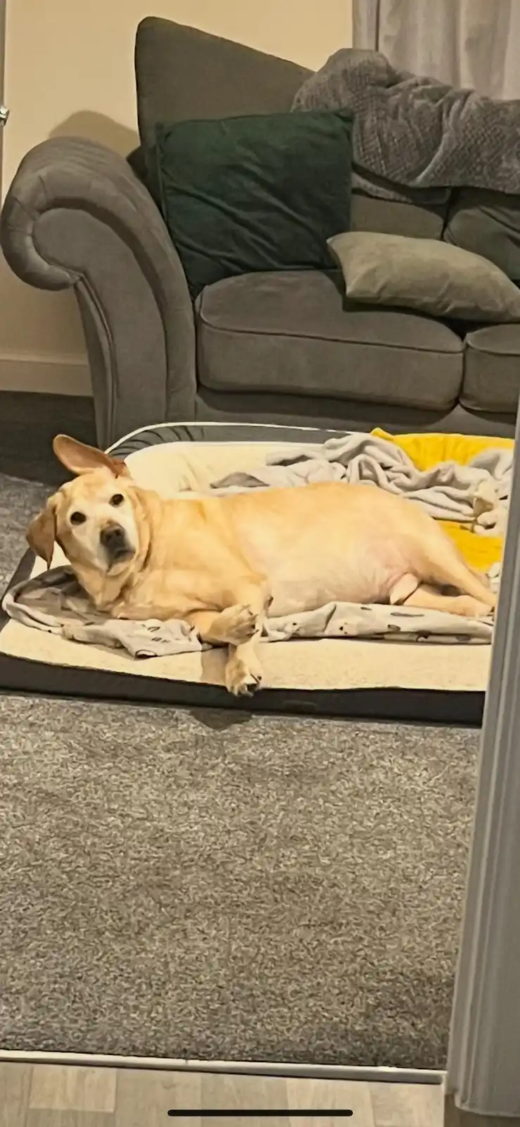 A light-colored dog lies sprawled on a dog bed in a living room, looking directly at the camera with a relaxed, slightly…