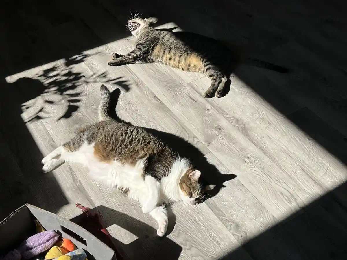 Came Home Early: Nap Time Uninterrupted!