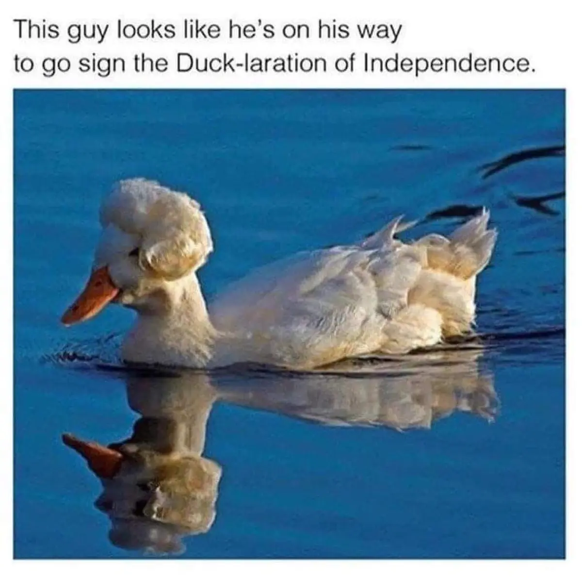 A white duck with a fluffy, rounded head is swimming in calm blue water, its reflection visible below. The overlaid text…
