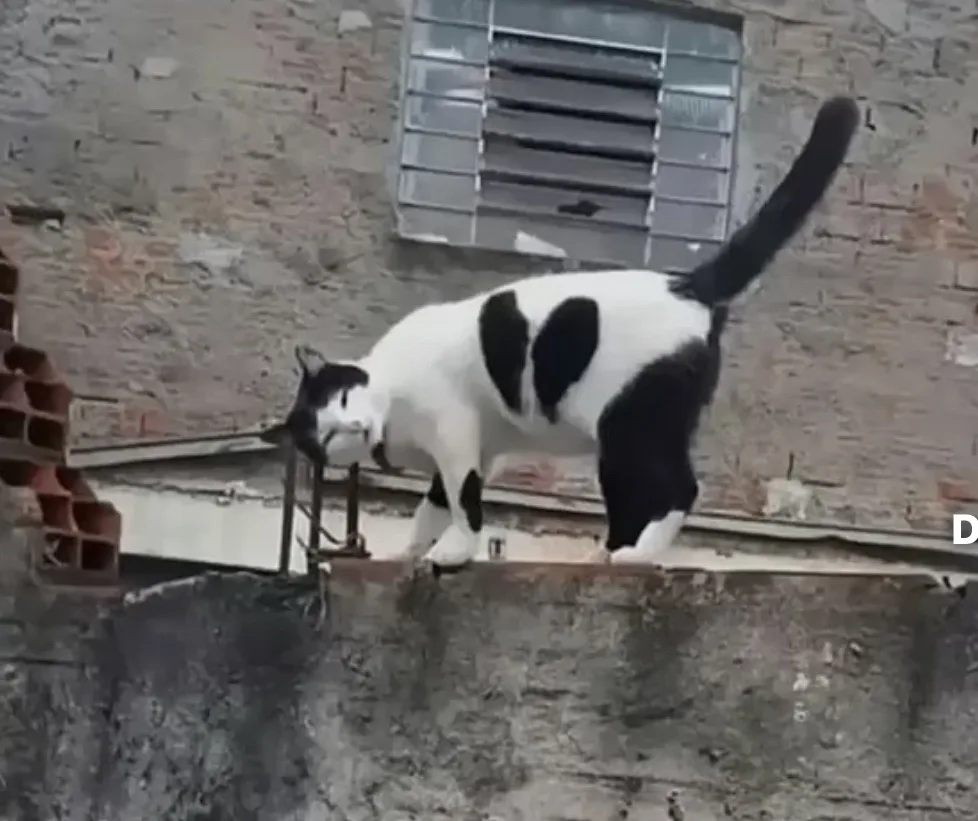 A black and white cat with large black patches on its back stands on a concrete ledge near a brick wall and a barred window…