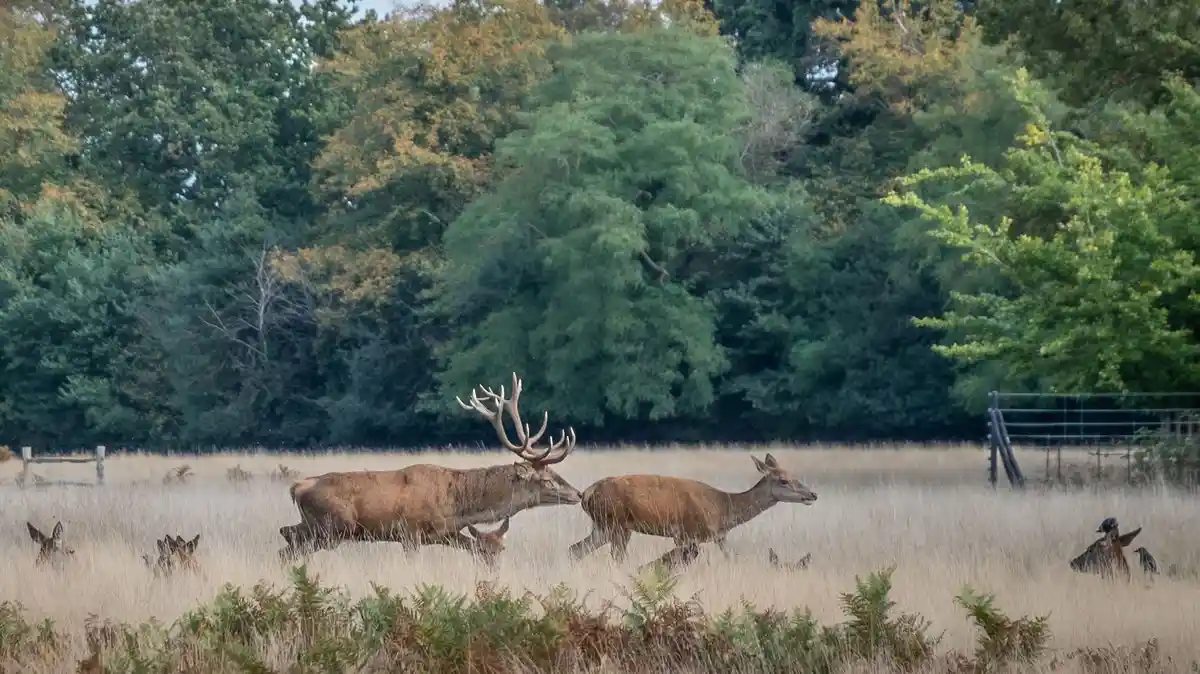 A male deer with large antlers and a female deer are walking side-by-side through a field of tall, dry grass. Several other…
