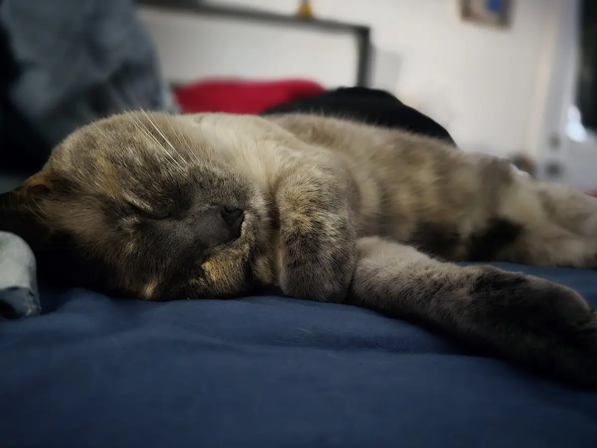 A close-up photo shows a grey and cream-colored cat sleeping peacefully on its side on a blue bedsheet. The cat's eyes are…