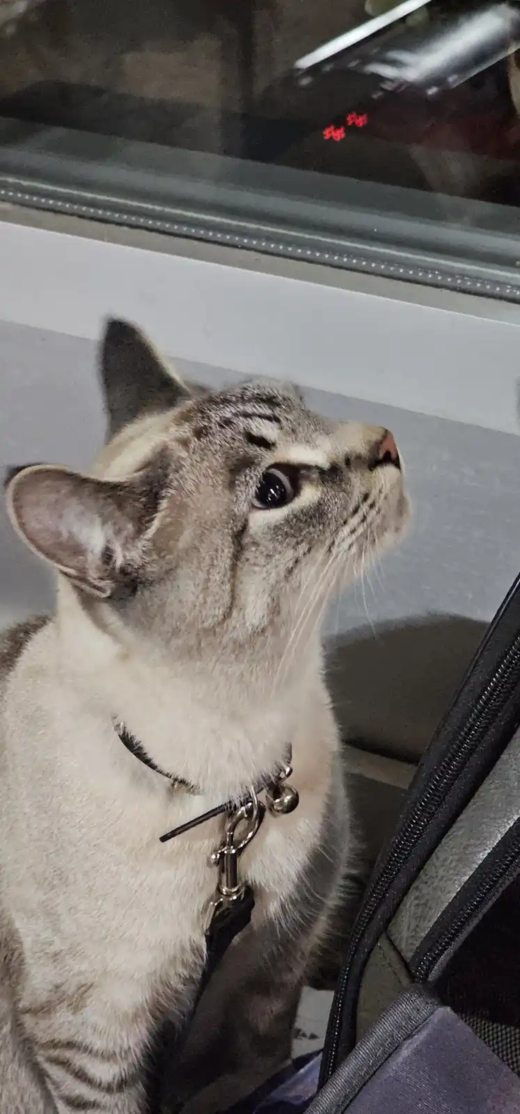 A gray tabby cat wearing a black collar with a metal clasp and bell is looking upward with an intense, focused expression…