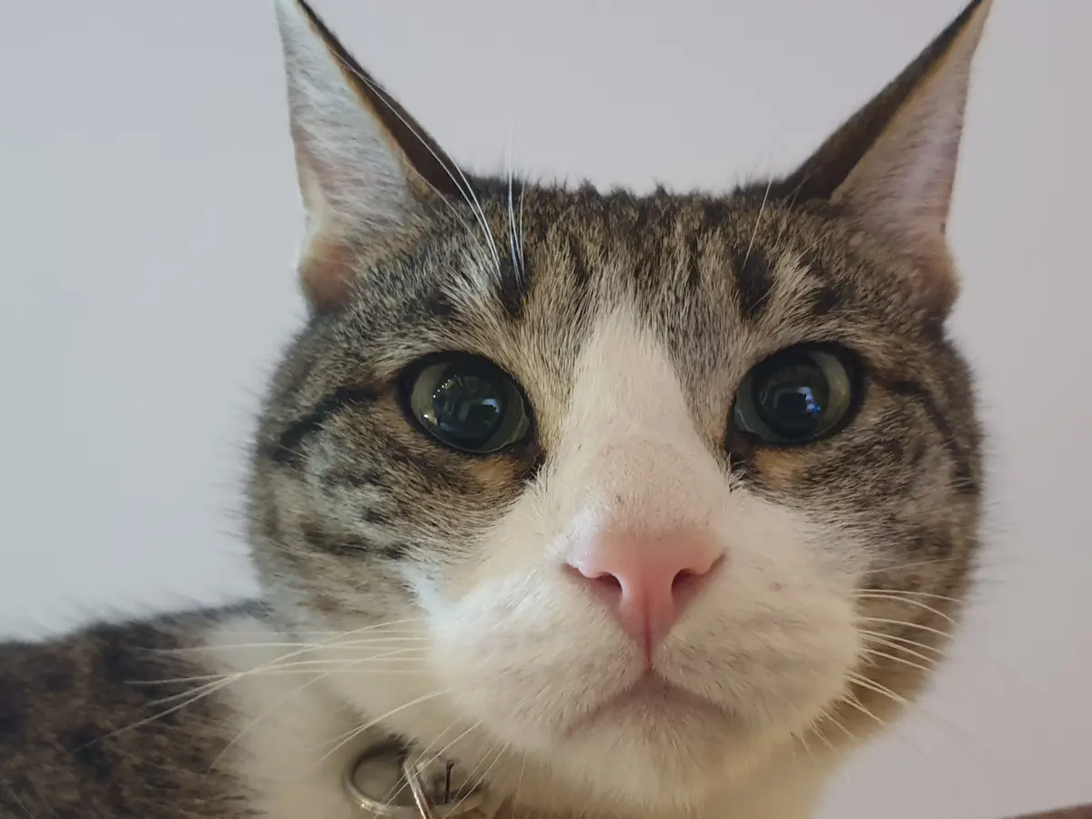 A close-up photo of a tabby and white cat with large, wide eyes staring directly at the camera, its ears perked up, and a…