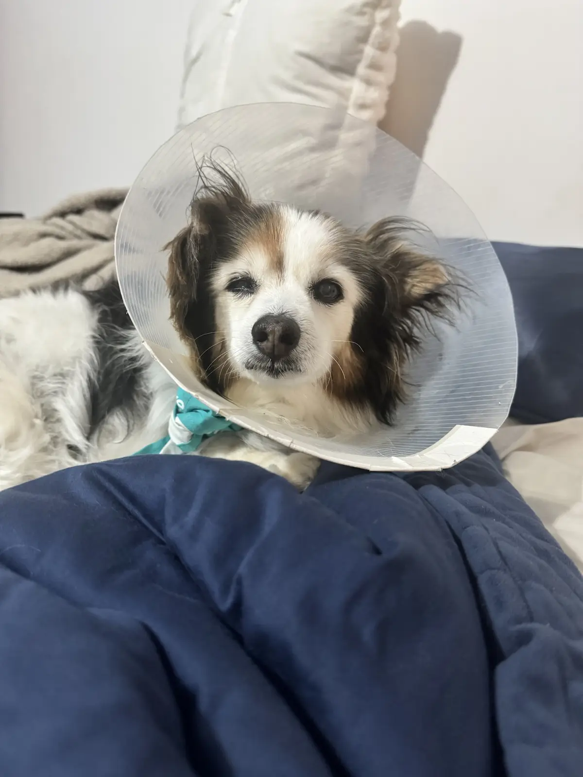 Daily Dose of My Adorable Dog Panko
