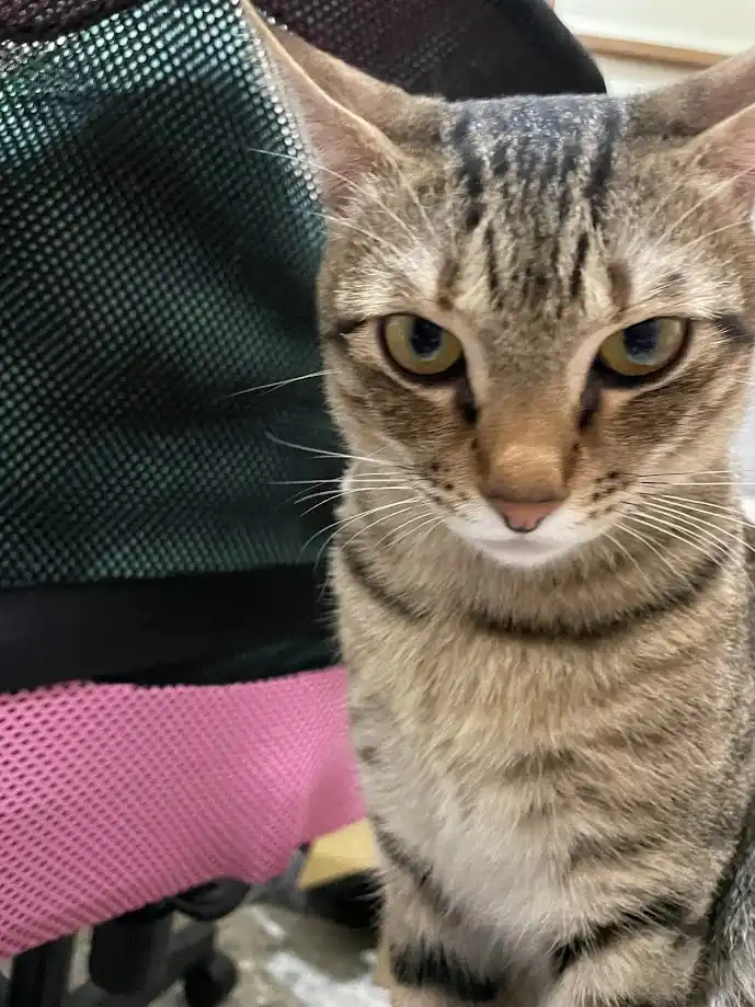 A close-up photo of a tabby cat with a stern, unimpressed expression, sitting on a chair with green and pink mesh fabric…