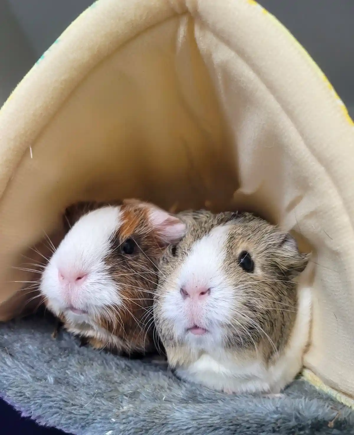 A Tangy Duo: Tangerine and Lemon