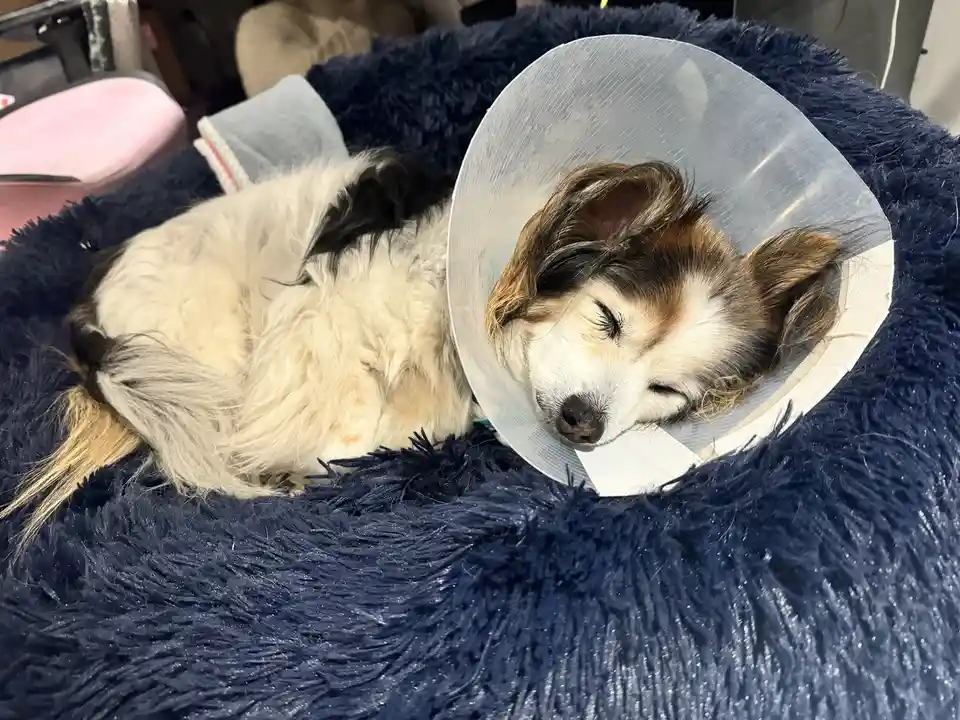 A small, fluffy dog with white, black, and brown fur is sleeping peacefully in a dark blue, shaggy pet bed while wearing a…