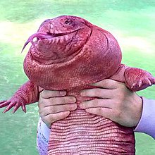 A person holds a large, pink, wrinkled lizard-like creature with a wide, toothy grin and bulging eyes. The creature has…