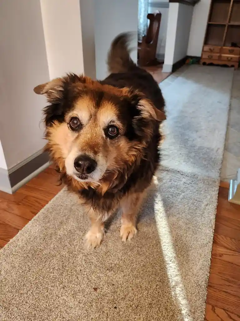A fluffy brown and tan dog with large, expressive eyes stares directly at the camera from a beige rug in a home, its tail…