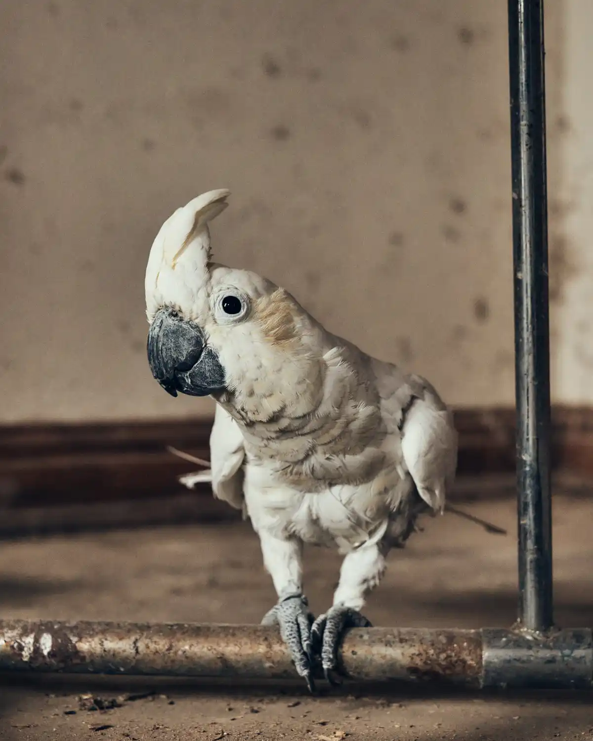 A white cockatoo with a raised crest perches on a rusty metal pipe, looking directly at the camera with a serious…