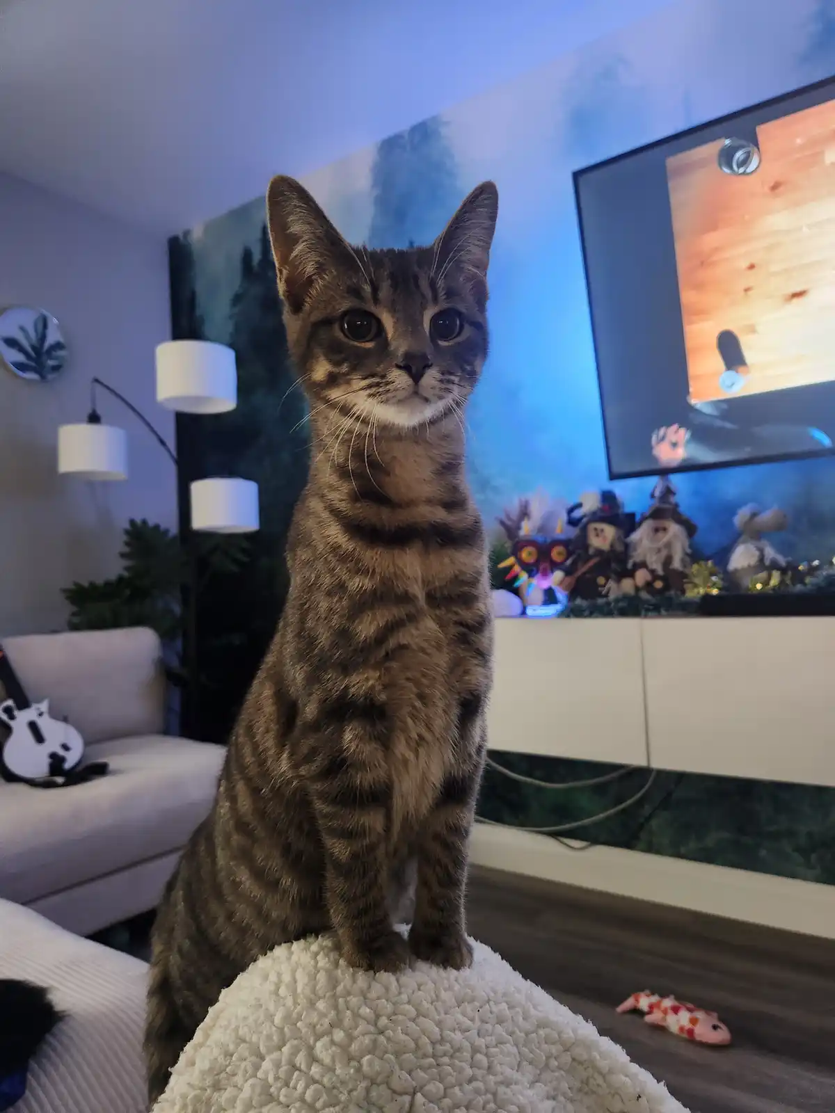 A tabby cat with wide, alert eyes sits upright on a white, textured surface in a living room, looking directly at the…