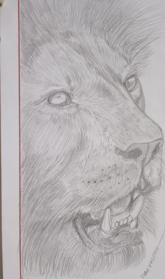 A detailed pencil sketch of a lion's head in profile, showing its open mouth with visible teeth and intense eyes, with the…