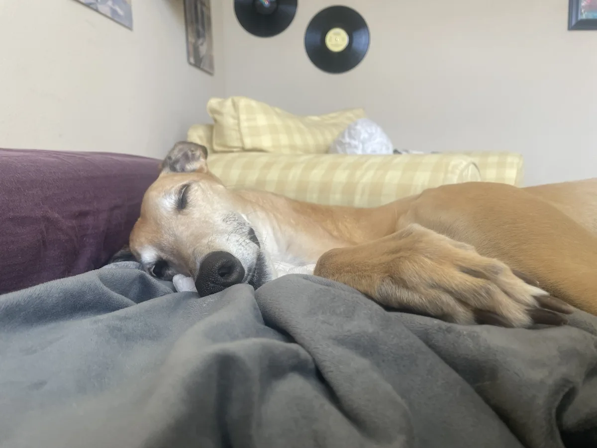 A tan and white dog is sleeping soundly on a gray blanket, its head resting on the blanket with one paw visible. In the…
