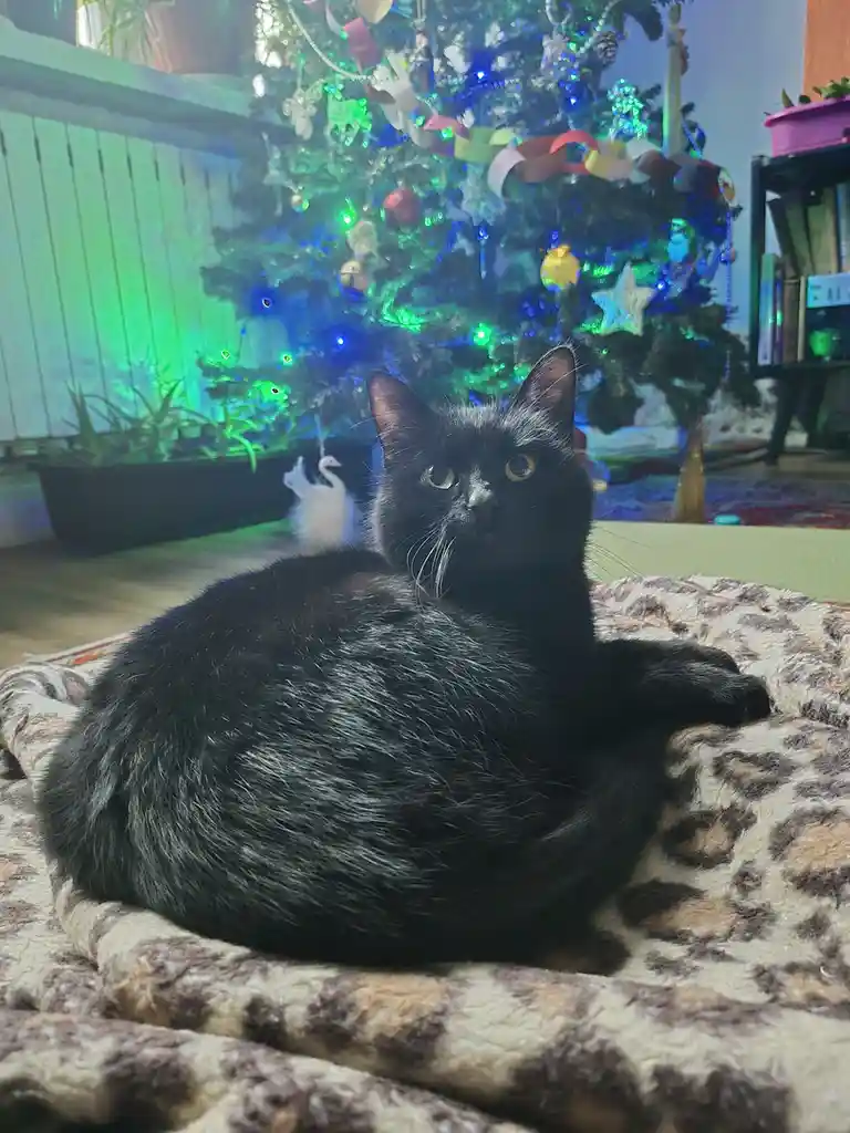 A black cat with wide, startled eyes sits on a leopard-print blanket in front of a brightly lit, decorated Christmas tree…