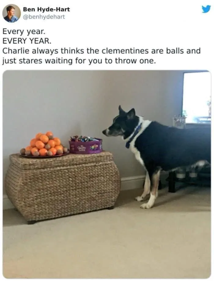 A black and white dog named Charlie stands attentively beside a woven ottoman, staring intently at a pile of clementines…