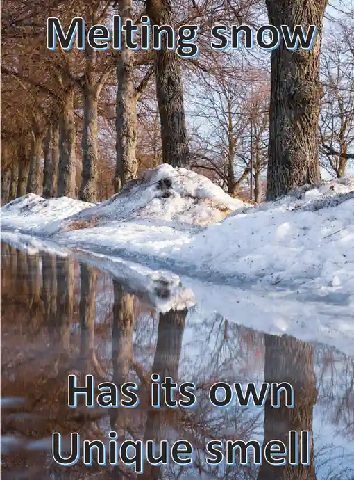 A serene winter scene shows snow melting into a reflective puddle surrounded by bare trees, with text overlaid at the top…