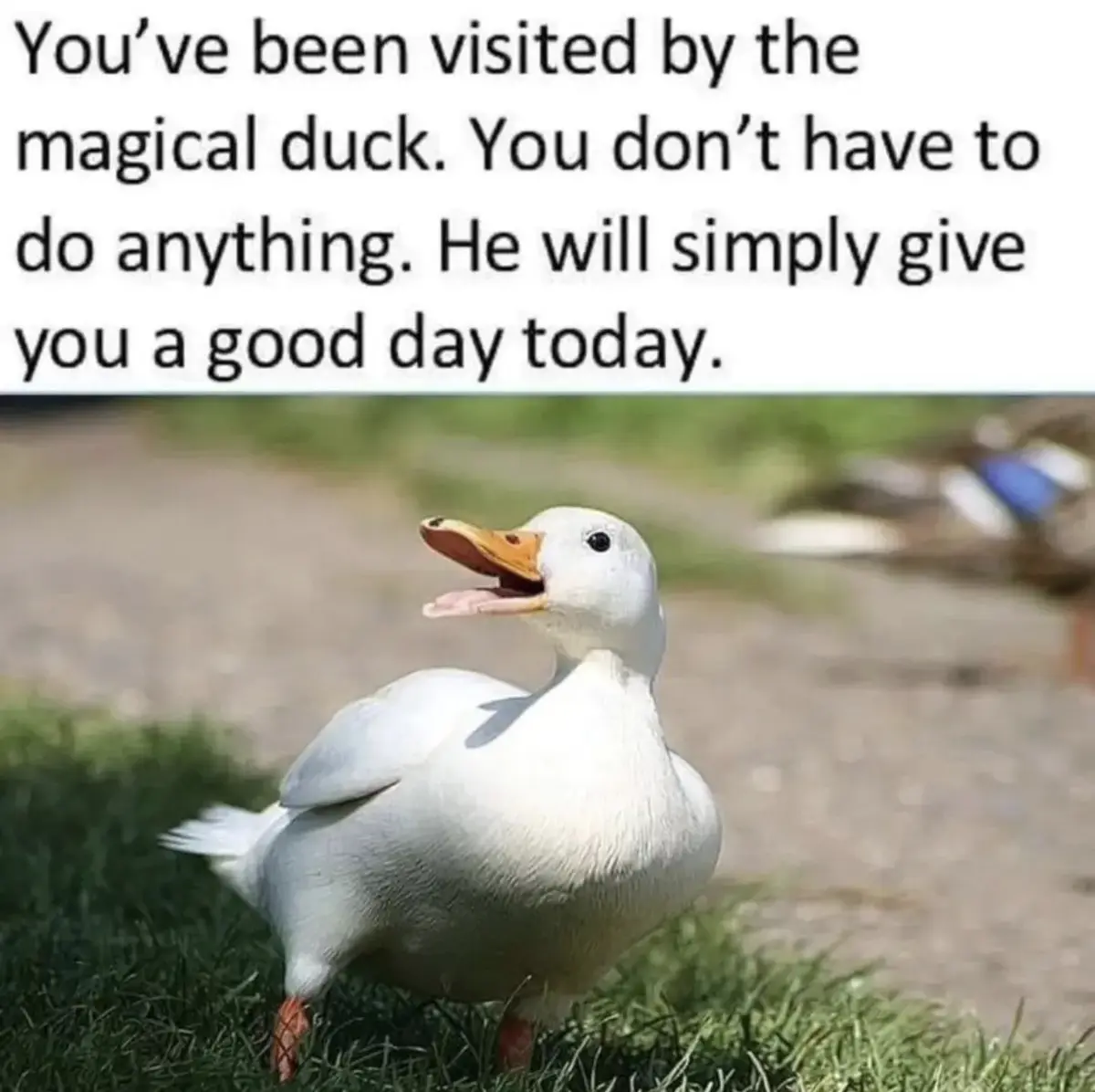 A white duck with an open beak stands on grass, looking upward, while a blurry duck with blue and white feathers is visible…
