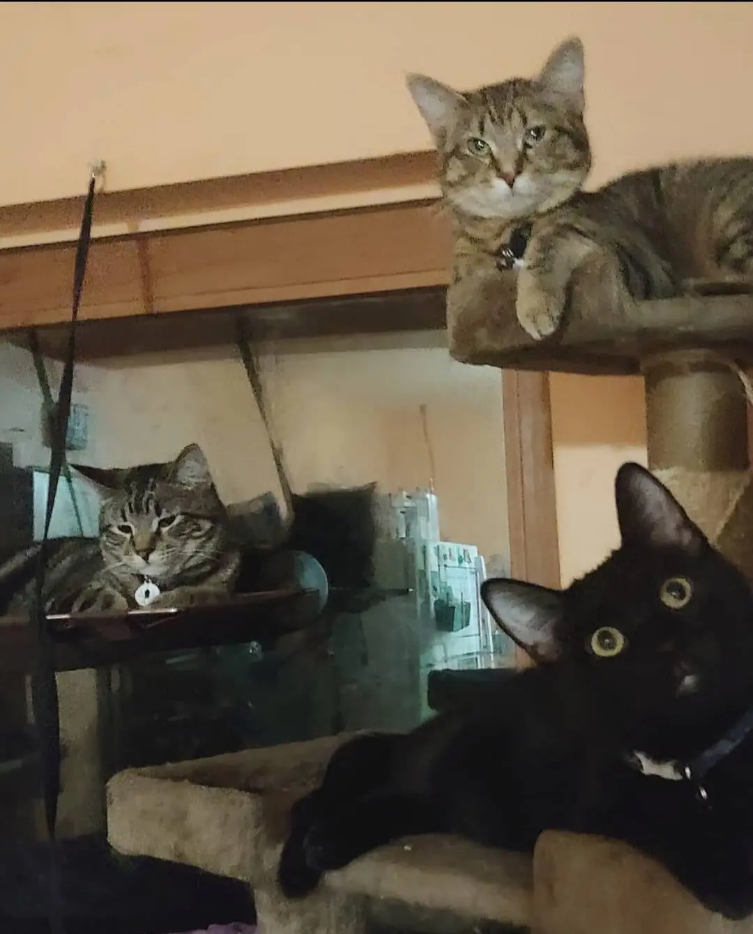 All about the cats!