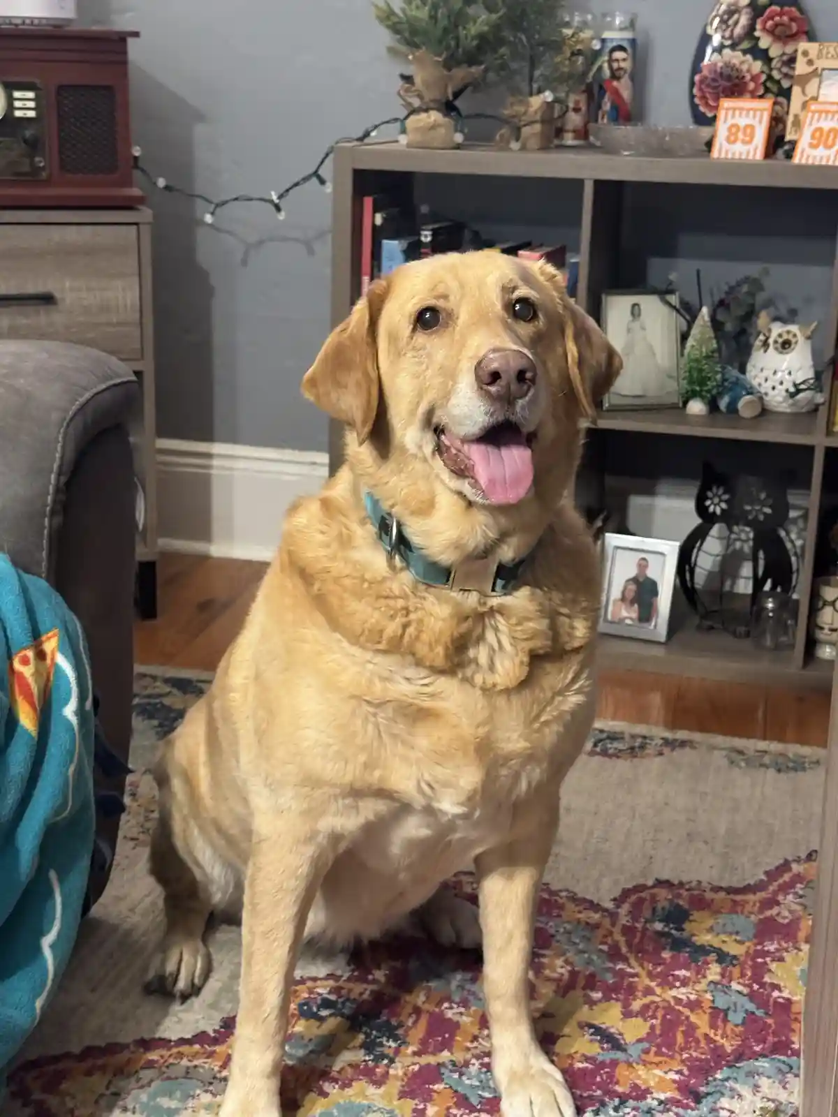 A golden retriever sits on a colorful rug in a cozy living room, looking directly at the camera with its tongue out. Behind…