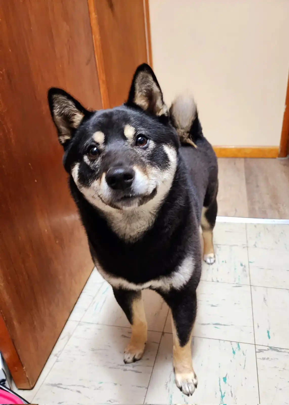 A black and tan dog with pointed ears and a fluffy tail stands on a tiled floor, looking up at the camera with a slightly…