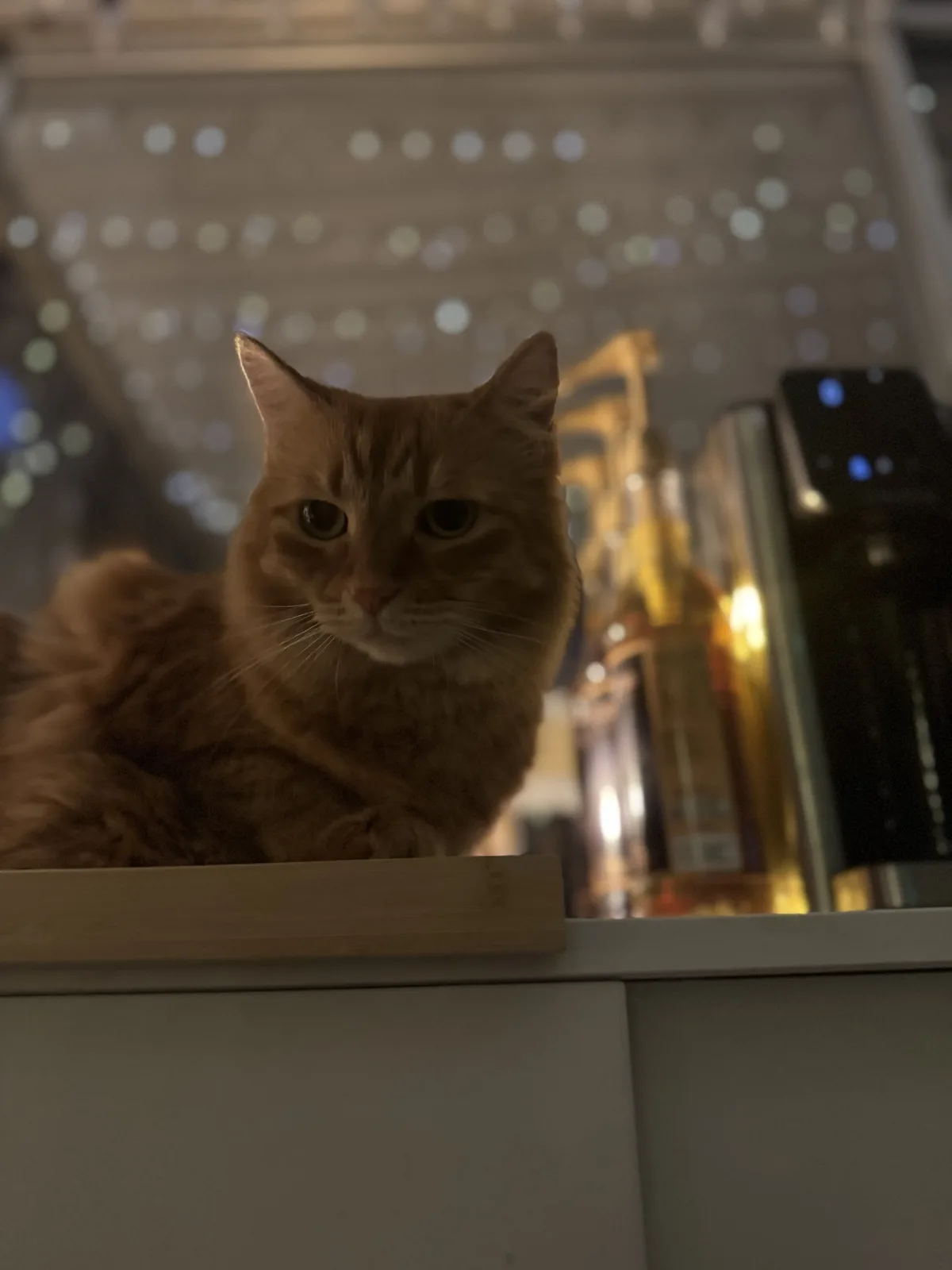 An orange tabby cat sits calmly on a white cabinet, looking directly at the camera with a serious expression. Behind it, a…