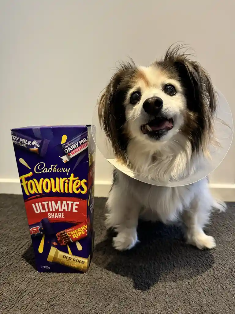 A small, fluffy dog with brown and white fur, wearing a clear plastic cone collar, sits on a grey carpet next to a large…